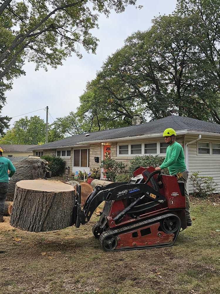 Galeria 10 from Santos Tree Service gallery