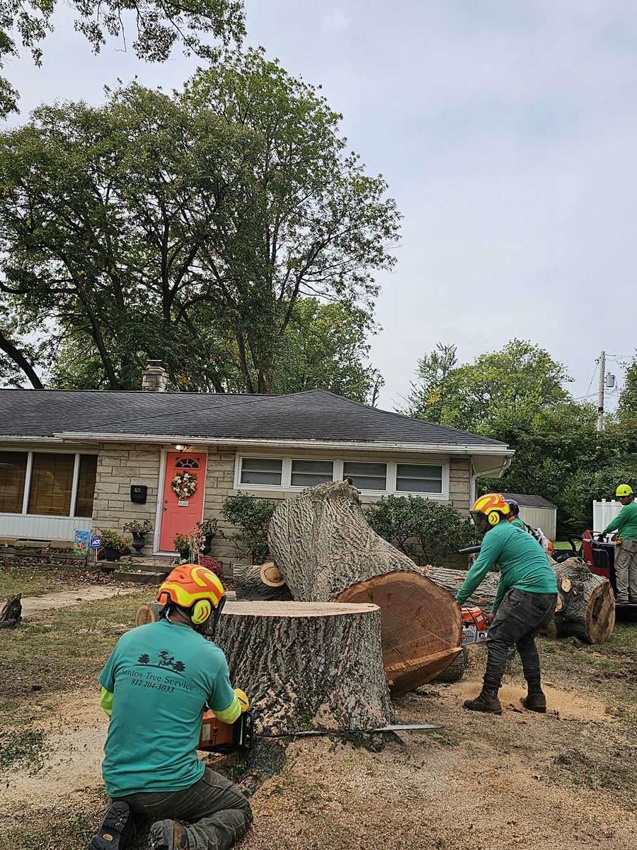 Galeria 11 from Santos Tree Service gallery