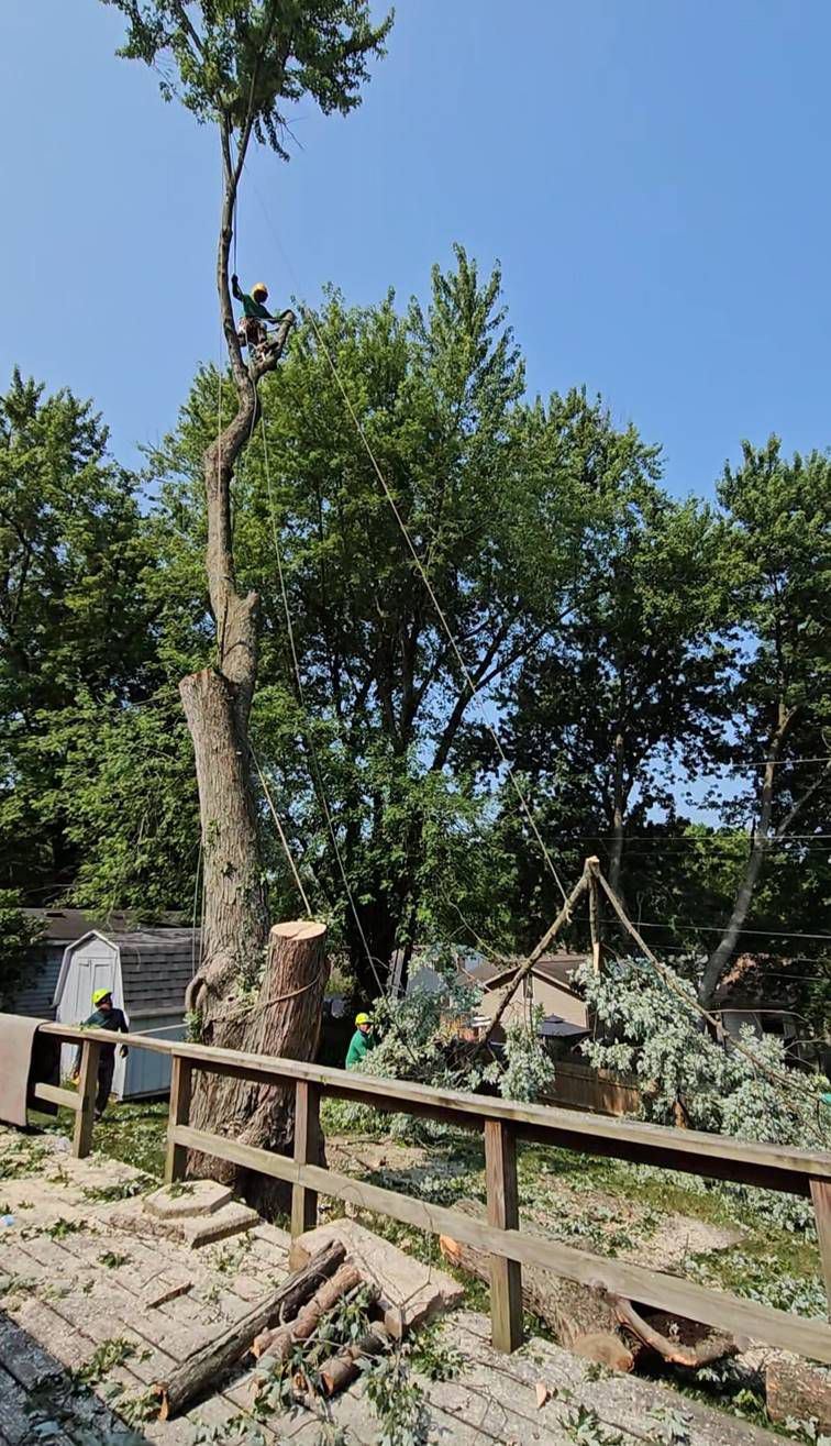 Galeria 13 from Santos Tree Service gallery