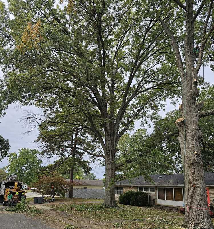 Galeria 14 from Santos Tree Service gallery