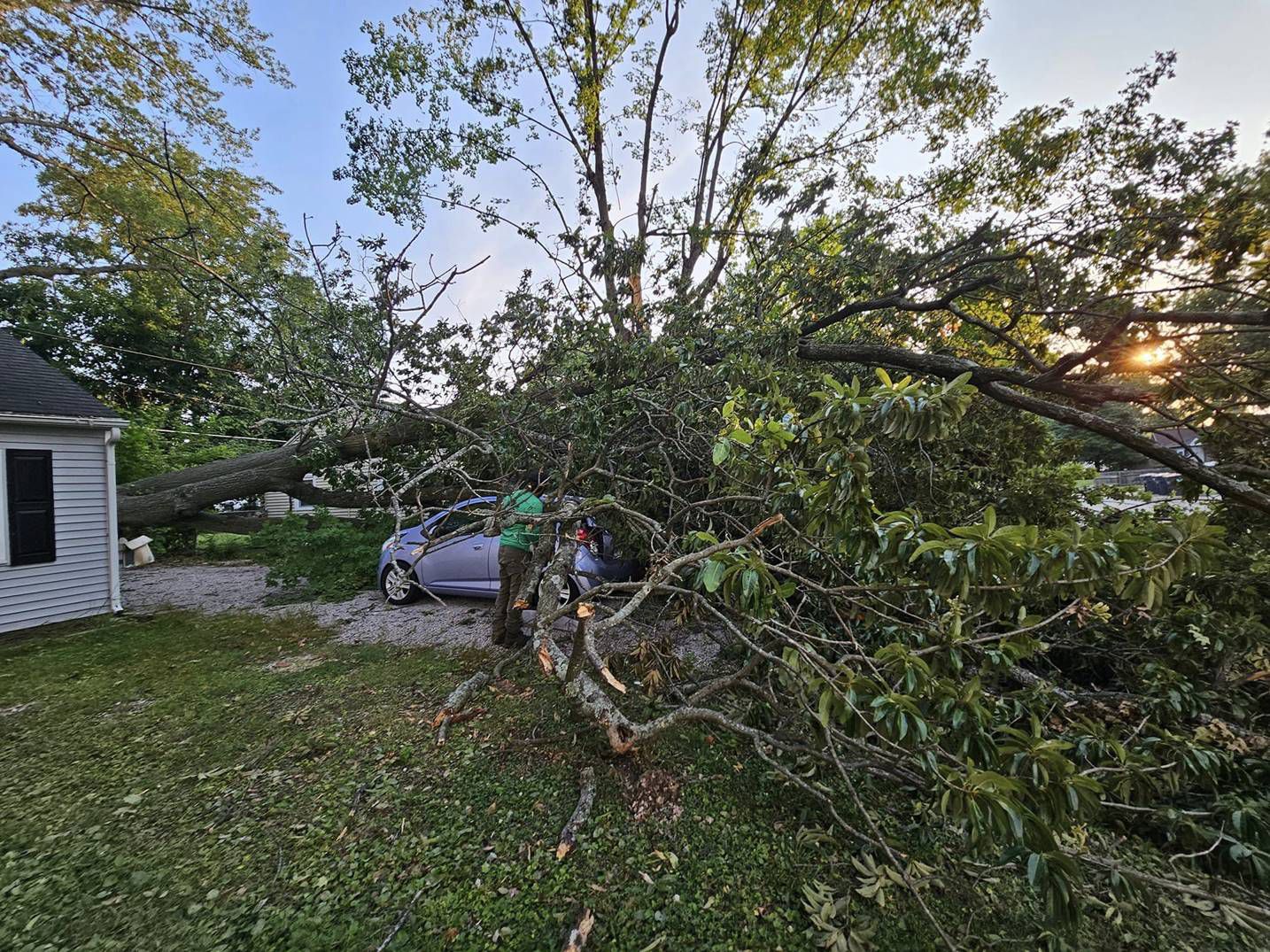 Galeria 15 from Santos Tree Service gallery