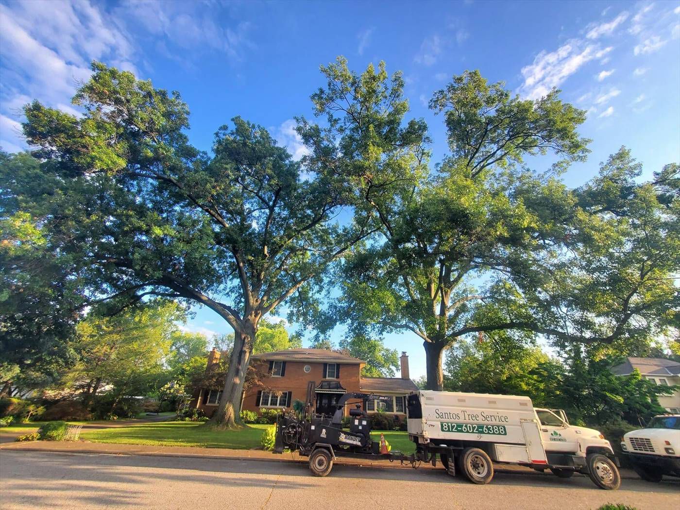 Tree trimming and cleanup work by Santos Tree Service