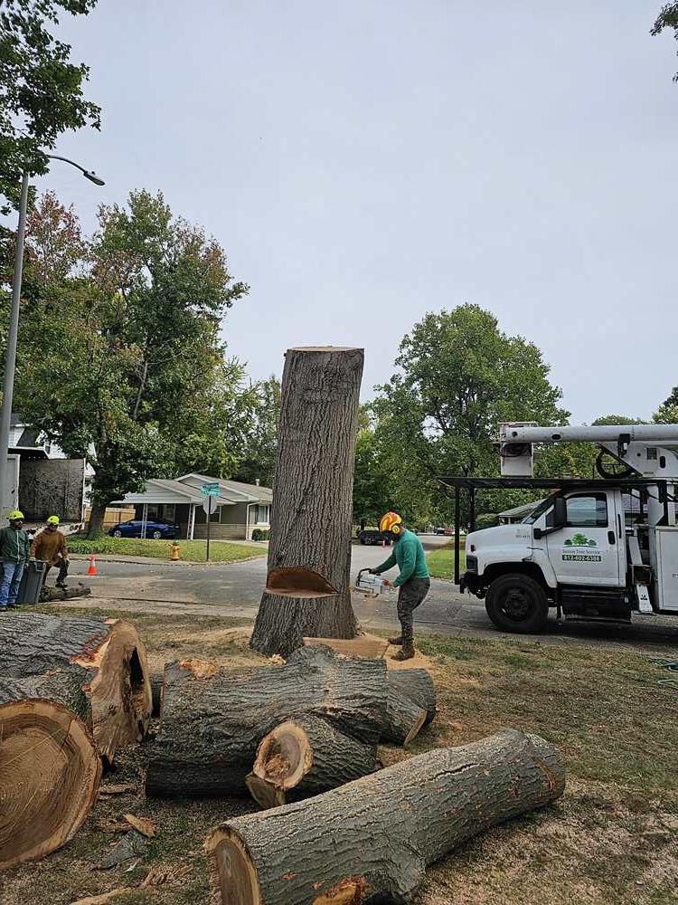 Galeria 6 from Santos Tree Service gallery