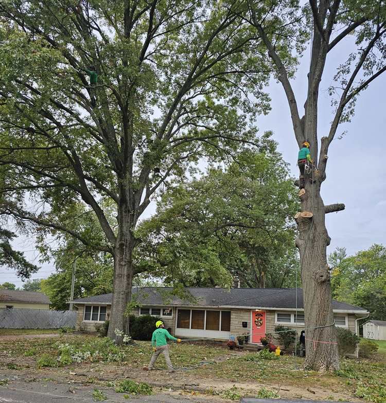 Galeria 8 from Santos Tree Service gallery