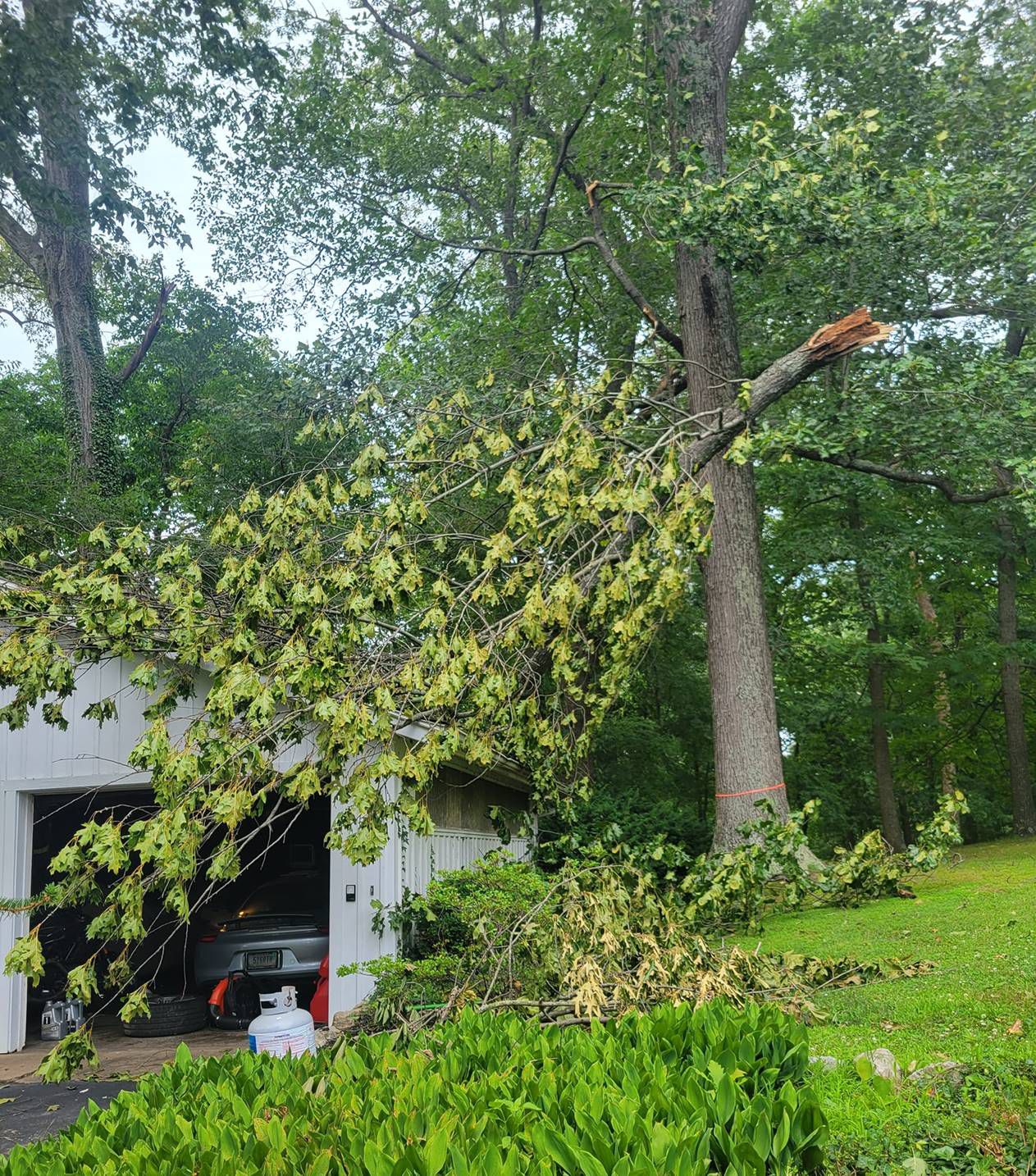 Galeria 9 from Santos Tree Service gallery