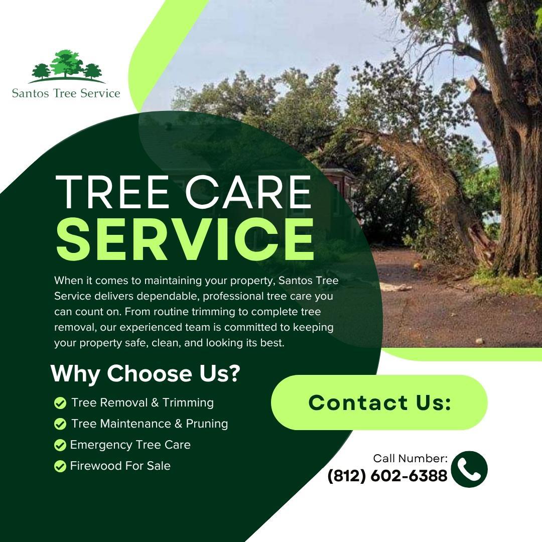 Professional Tree Services You Can Trust