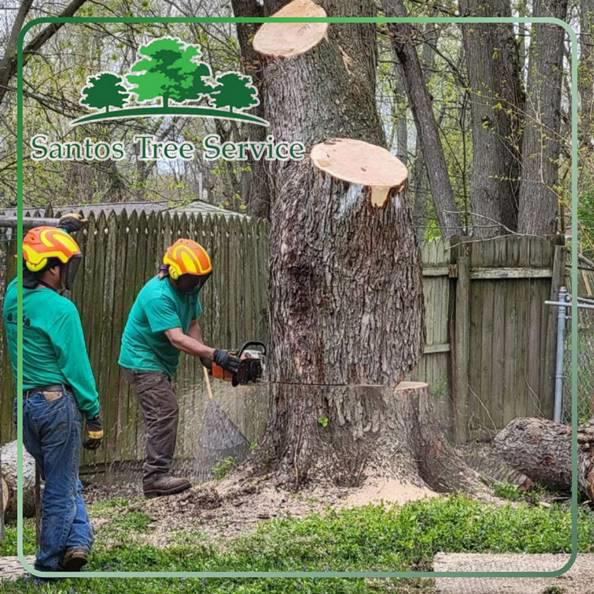 Removal, Griding, and Trimming to Help Your Yard Shine