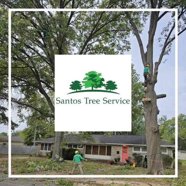 Need a Tree Gone? We've Got You Covered